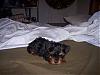 6 week old babies-yorkiebaby2.jpg