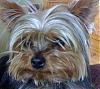 Is my yorkie's thin hair normal? Take a look at my pictures please.-sparkey-4-.jpg
