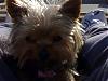 Is my yorkie's thin hair normal? Take a look at my pictures please.-sparkey-2-.jpg