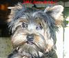 These are my grand puppy's....-2004junekricketcloseup.jpg