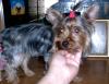 Do you love to brush your yorkie??-s-haircut-2-aug-9-05.jpg