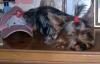 Do you love to brush your yorkie??-gucci-aug-9-05.jpg