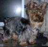 Do you love to brush your yorkie??-gucci-possing-after-her-bath-7-05-4.jpg