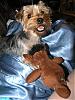 What is your Yorkie's fav toy?-p9012655resized.jpg