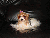 what do you think of a chocolate yorkie?-bnsy.gif