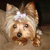 Pictures of that puppy cut .-koda-532.jpg