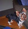 Pictures of that puppy cut .-9-joey-2.jpg