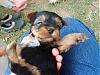 I Chose our Puppy Today-yorkie-talk-lap.jpg