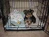 Blanket and crate Question-img_0989.jpg