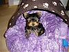 Tilly is getting a new brother.-dsc00850a.jpg