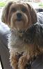 18lb Yorkie-chelsea-resized-2.jpg