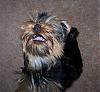 Let's see your happy Yorkie's!!!-teddy-smile.jpg