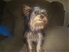 Let's see your happy Yorkie's!!!-p1180604-small-.jpg