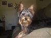Let's see your happy Yorkie's!!!-p1180609-small-.jpg