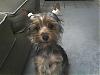 Let's see your happy Yorkie's!!!-03-19-07_1931.jpg
