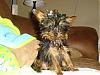 Let's see your happy Yorkie's!!!-phpuun1vmpm.jpg
