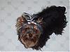 Beautiful Story - Yorkie-jeanie-sept-07.jpg