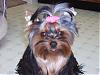 Beautiful Story - Yorkie-jeanie-3.jpg