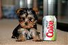 Our New Baby Girl!!!!-cococola.jpg