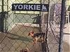 Yorkie Blvd-yorkie-buld.jpg