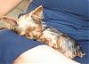How does your Yorkie sleep when on your lap??-koda-sleeping.jpg