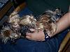 How does your Yorkie sleep when on your lap??-bowie-asleep.jpg