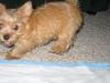 New Pictures of Mavrick-n-Mercedes (Red Yorkie Pups)-mercedes812.jpg