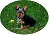 Are my dogs ears to big?-9-2-07a.jpg