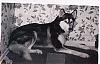 I org posted under yorkie pic's BUTT this is MY LIFE-blackjack-siberian-husky.jpg