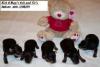 Any Yorkie Dad's Out There...-ashleys-sirs-2-8-05.jpg