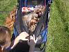 Pics from Woofstock 07-woofstock2007-050-600-x-450-.jpg
