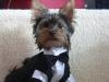 All dressed up and no where to go-romeo-tux-003-640-x-480-.jpg