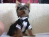 All dressed up and no where to go-romeo-tux-004-600-x-450-.jpg