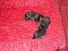We Have Puppies!!!!!!!-lexie-196-600-x-450-.jpg