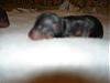 We Have Puppies!!!!!!!-monkey-001-600-x-450-.jpg