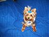 Blue is gorgeous for yorkies!-100_0981-600-x-451-.jpg