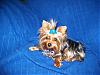 Blue is gorgeous for yorkies!-100_0983-600-x-451-.jpg