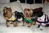 Old Navy Dog Supplies 50% off-polo-shirts-all-4-2.jpg