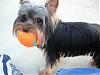Does your Yorkie kick his/her back legs?-bruin.jpg