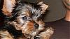 Does your Yorkie kick his/her back legs?-nico_a.jpg