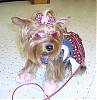 Shoes on your yorkies-fashion-show.jpg