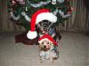 X-MAS/Holidays With YORKIES-santa-dogs.jpg