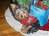 X-MAS/Holidays With YORKIES-koda-xmas2.jpg
