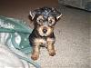 Has any one seen a short haired yorkie puppy-2006-nov-4-lexie-comes-into-our-lives.jpg
