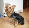 Has any one seen a short haired yorkie puppy-lexie-early-august.jpg
