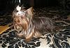 Chocolate Show Dog!!!!!!-p9240028.jpg