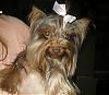 Chocolate Show Dog!!!!!!-p9240012.jpg