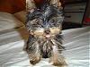 Hi Ladies, My Name is Zeus-picture-025.jpg