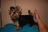 ~~~BuYinG A yOrkIe @ 8 MoNthS!!!~~~-gashow.jpg