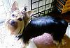 ~~~BuYinG A yOrkIe @ 8 MoNthS!!!~~~-diva-6-07.jpg